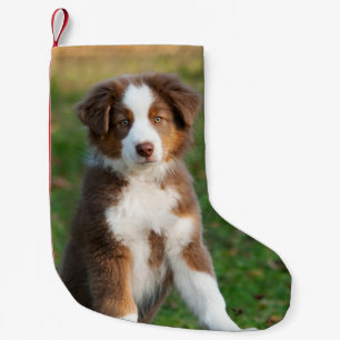 Cute Australian Shepherd Dog Puppy - Santa mantle Kleine Kerstsok