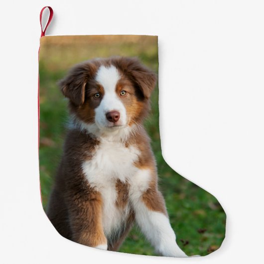 Cute Australian Shepherd Dog Puppy - Santa mantle Kleine Kerstsok (Voorkant)