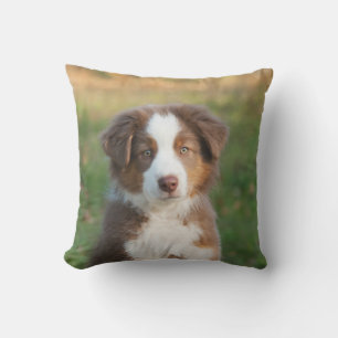 Cute Australian Shepherd Dog Puppy - voor buiten Buitenkussen