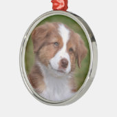 Cute Australian Shepherd Puppy Ceramic Ornament (Links)