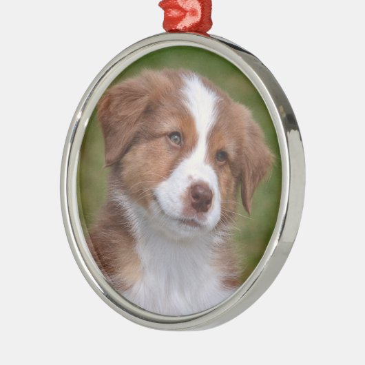 Cute Australian Shepherd Puppy Ceramic Ornament (Links)