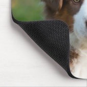 Cute Australian Shepherd puppy Muismat (Hoek)