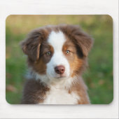 Cute Australian Shepherd puppy Muismat (Voorkant)