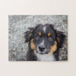 Cute Australian Shepherd Puppy Portrait Legpuzzel<br><div class="desc">Cute Australian Shepherd puppy photography puzzle. Voeg uw douanetekst aan dit ontwerp toe door de "Edit this design sjabloon"vakjes op de rechterkant van het punt te gebruiken, of de blauwe "pas het"knoop aan om de tekst te schikken, de doopvonten en de kleuren te veranderen en extra informatie of afbeeldingen aan...</div>