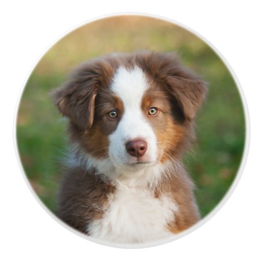 Cute Australian Shepherd puppy, portret Keramische Knop (Voorkant)