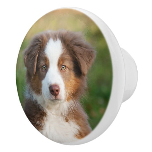 Cute Australian Shepherd puppy, portret Keramische Knop (Rechts)