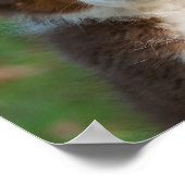 Cute Australian Shepherd puppy Poster (Hoek)