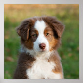 Cute Australian Shepherd puppy Poster (Voorkant)