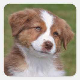 Cute Australian Shepherd Puppy Vierkante Sticker