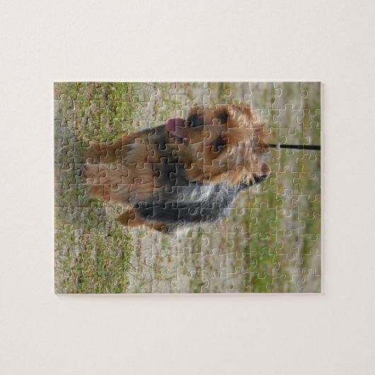 Cute Australian Terrier Legpuzzel (Horizontaal)