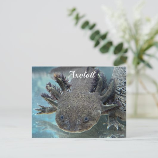 Cute axolotl briefkaart (Staand voorkant)