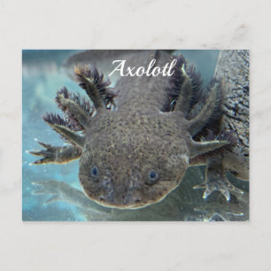 Cute axolotl briefkaart
