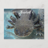 Cute axolotl briefkaart (Voorkant)