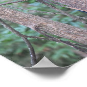Cute Baby Black Beer Cub in Tree Photo Poster (Hoek)
