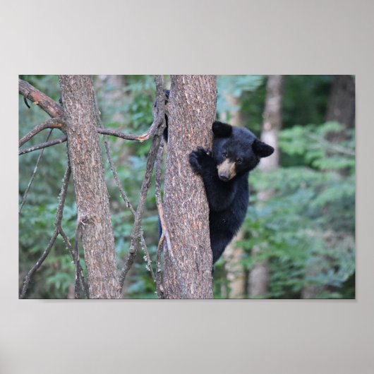 Cute Baby Black Beer Cub in Tree Photo Poster (Voorkant)