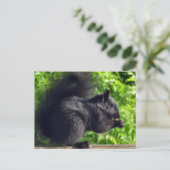 Cute Baby Black Squirrel Eating Seeds Natuur Briefkaart (Staand voorkant)