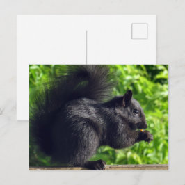 Cute Baby Black Squirrel Eating Seeds Natuur Briefkaart