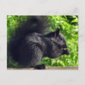 Cute Baby Black Squirrel Eating Seeds Natuur Briefkaart (Voorkant)