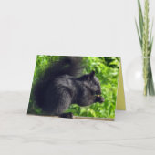 Cute Baby Black Squirrel Eating Seeds Natuur Kaart (Voorkant)