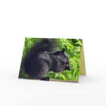 Cute Baby Black Squirrel Eating Seeds Natuur