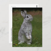 Cute Baby Bunny Briefkaart (Voorkant / Achterkant)