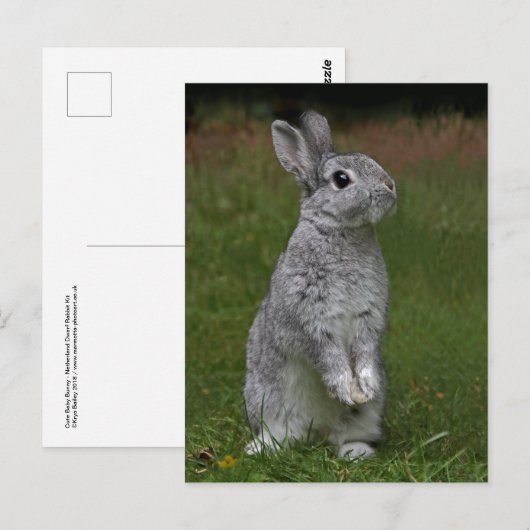 Cute Baby Bunny Briefkaart (Voorkant / Achterkant)