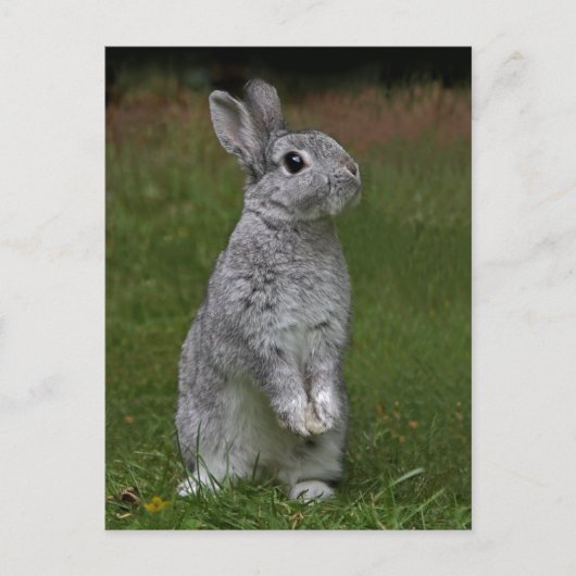 Cute Baby Bunny Briefkaart (Voorkant)