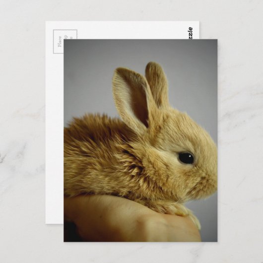 Cute Baby Bunny in hand Briefkaart (Voorkant / Achterkant)