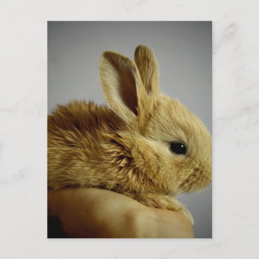 Cute Baby Bunny in hand Briefkaart (Voorkant)