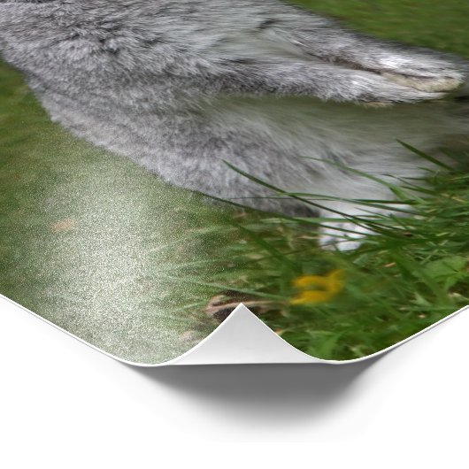 Cute Baby Bunny Print Foto Afdruk (Hoek)