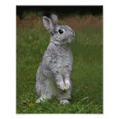 Cute Baby Bunny Print Foto Afdruk (Voorkant)
