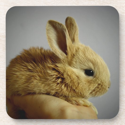 Cute Baby Bunny Rabbit in Hand Bier Onderzetter (Voorkant)