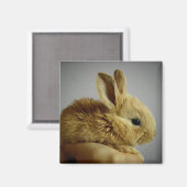 Cute Baby Bunny Rabbit in Hand Magneet (Voorkant / Achterkant)