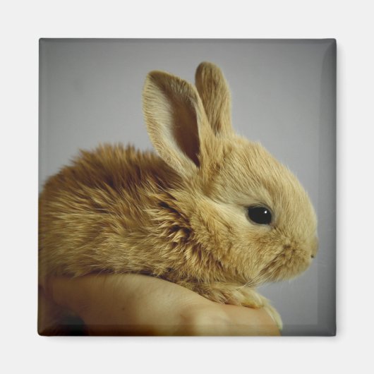 Cute Baby Bunny Rabbit in Hand Magneet (Voorkant)