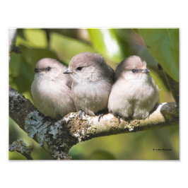 Cute Baby Bushtit Songbird in de perenboom Foto Afdruk
