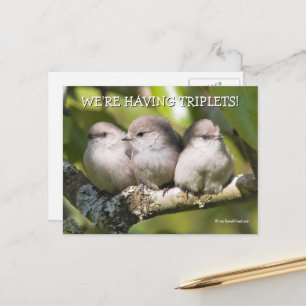Cute Baby Bushtit Songbird in Pear Tree Briefkaart
