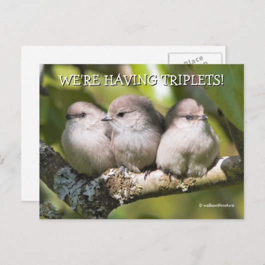 Cute Baby Bushtit Songbird in Pear Tree Briefkaart (Voorkant / Achterkant)