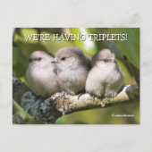 Cute Baby Bushtit Songbird in Pear Tree Briefkaart (Voorkant)