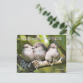 Cute Baby Bushtit Songbird in Pear Tree Briefkaart (Staand voorkant)