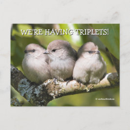 Cute Baby Bushtit Songbird in Pear Tree Briefkaart