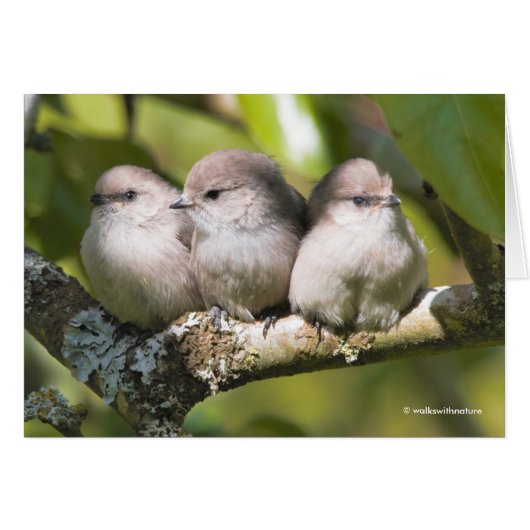Cute Baby Bushtit Songbird in the Pear Tree Kaart (Voorkant Horizontaal)