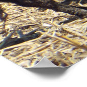 Cute Baby Calf Nursing on Mama Koe Poster (Hoek)