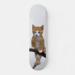 Cute Baby Cat Kitten Funny Gym Foto - Skateboard