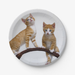 Cute Baby Cats Kittens Funny Gym Foto Papieren Bordje