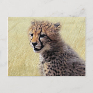 Cute baby Cheetah Cub Briefkaart