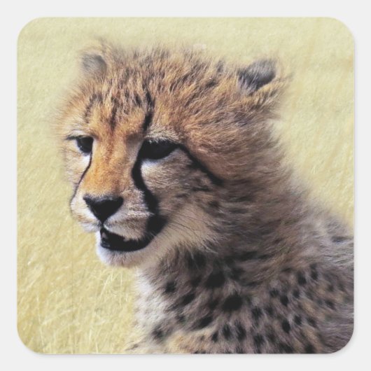 Cute baby Cheetah Cub Vierkante Sticker (Voorkant)