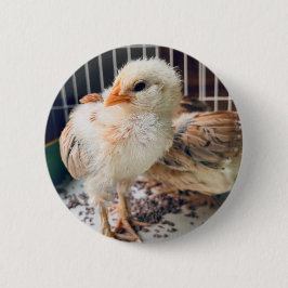Cute Baby Chick Round Button