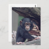 cute baby Chimpanzee Briefkaart (Voorkant / Achterkant)