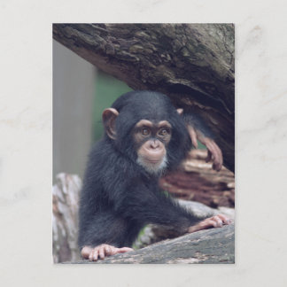 cute baby Chimpanzee Briefkaart