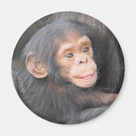 Cute Baby Chimpanzee Photo Magneet (Voorkant)